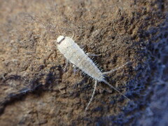 Ctenolepisma ciliatum