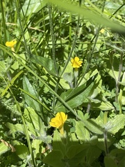 Erythranthe moschata