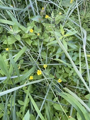 Erythranthe moschata