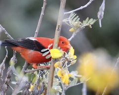 Drepanis coccinea