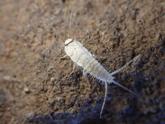 Ctenolepisma ciliatum