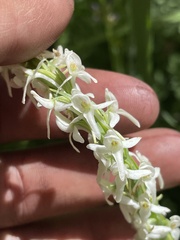 Platanthera dilatata leucostachys