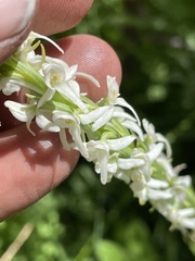 Platanthera dilatata leucostachys