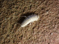 Ctenolepisma ciliatum