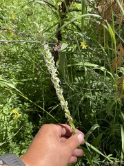 Platanthera dilatata leucostachys