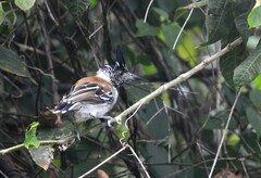Sakesphorus canadensis