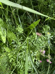 Platanthera dilatata leucostachys