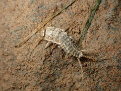Ctenolepisma ciliatum