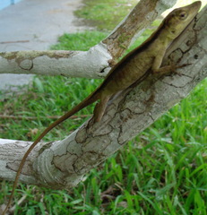 Anolis fortunensis