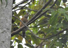 Sakesphorus canadensis