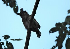 Sakesphorus canadensis