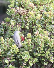 Chlorodrepanis virens