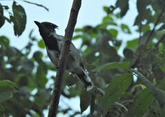 Sakesphorus canadensis