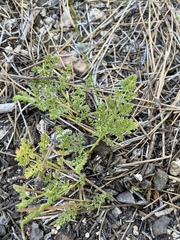 Cymopterus terebinthinus