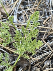 Cymopterus terebinthinus