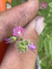 Cymopterus terebinthinus