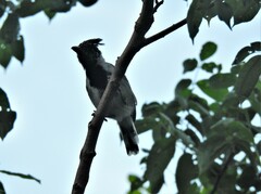 Sakesphorus canadensis