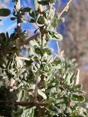 Atriplex polycarpa