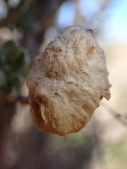 Asphondylia floccosa