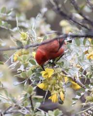Himatione sanguinea