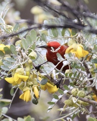 Himatione sanguinea