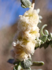 Asphondylia floccosa