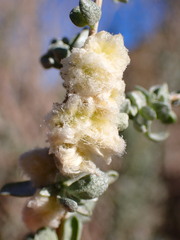 Asphondylia floccosa