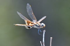 Tramea loewii