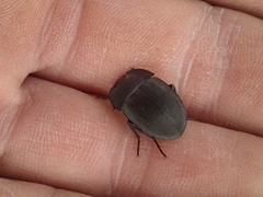 Tenebrionoidea