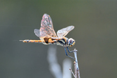 Tramea loewii