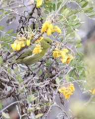 Chlorodrepanis virens