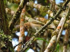Phylloscopus umbrovirens