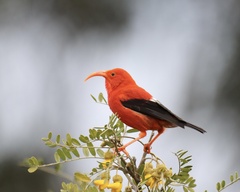 Drepanis coccinea