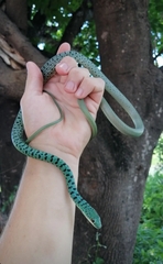 Philothamnus semivariegatus