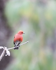 Himatione sanguinea
