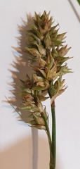 Carex spicata