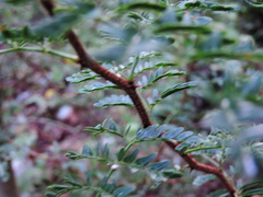 Mimosa texana