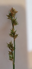 Carex spicata