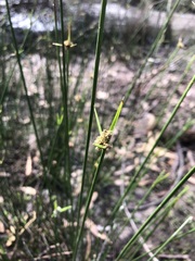 Cyperus gymnocaulos