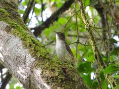Phyllastrephus cabanisi