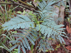 Senegalia berlandieri