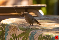 Phoenicurus ochruros