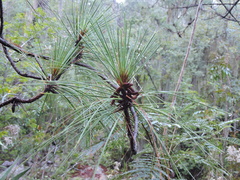 Pinus pseudostrobus