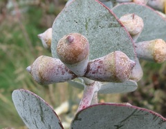 Eucalyptus pulverulenta