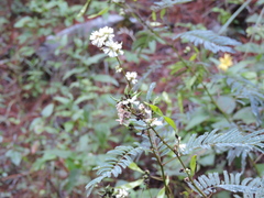 Acaciella angustissima