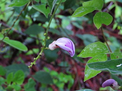 Canavalia septentrionalis