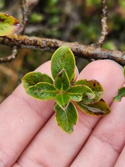 Coprosma montana
