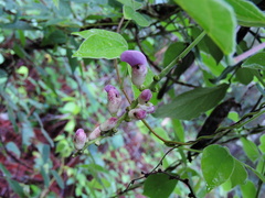 Canavalia septentrionalis