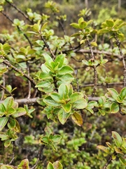 Coprosma montana