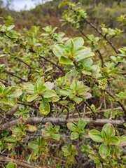 Coprosma montana